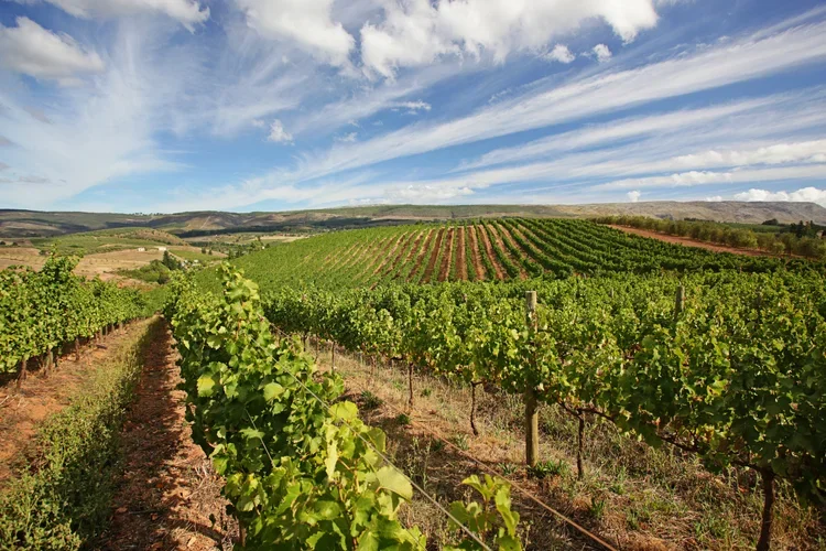 Oneiric vineyards with rows of grapevines under a partly cloudy sky and rolling hills in the background.