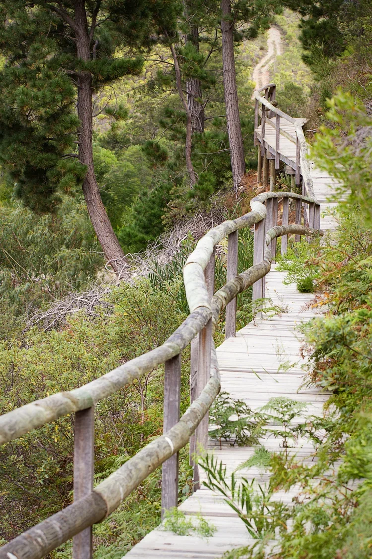 A winding wooden trail with handrails, surrounded by trees and lush greenery in a forested area.