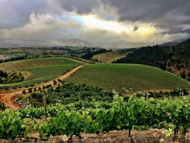 Oneiric vineyard with green grapevines and rolling hills in the background, under a cloudy sky.