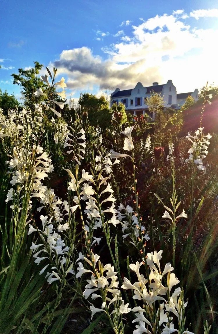 White flowers blooming in a garden with the Oneiric homestead and blue sky in the background.