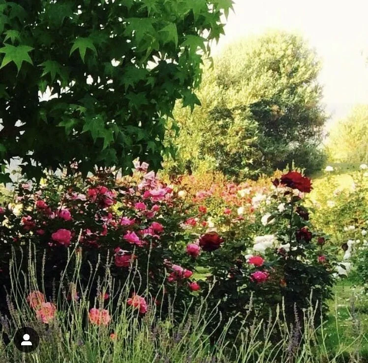 The Oneiric rose garden.