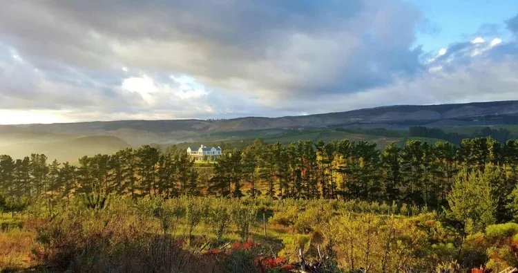 Oneiric vineyard, pines, rolling hills and beautiful vistas.