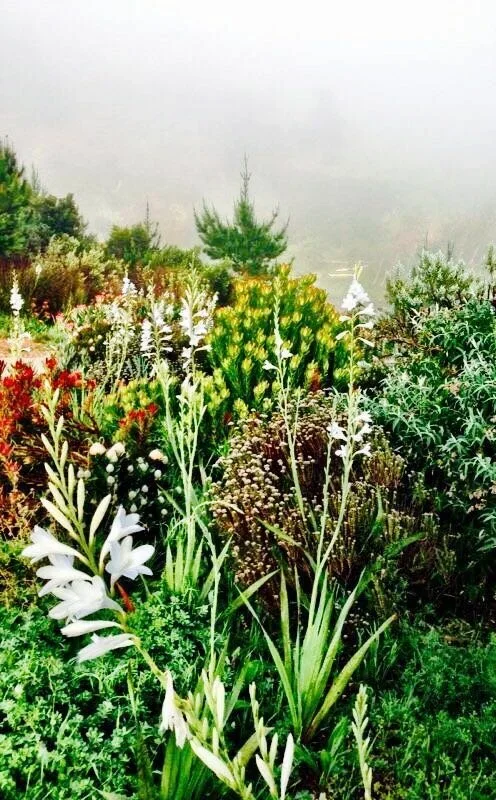 A lush field filled with various green plants, white flowers, and some reddish plants, with a foggy background and trees.