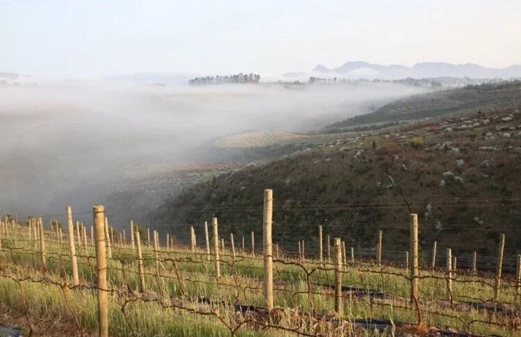 Vineyard with rows of grapevines in the foreground, rolling hills, and early morning fog in the background.
