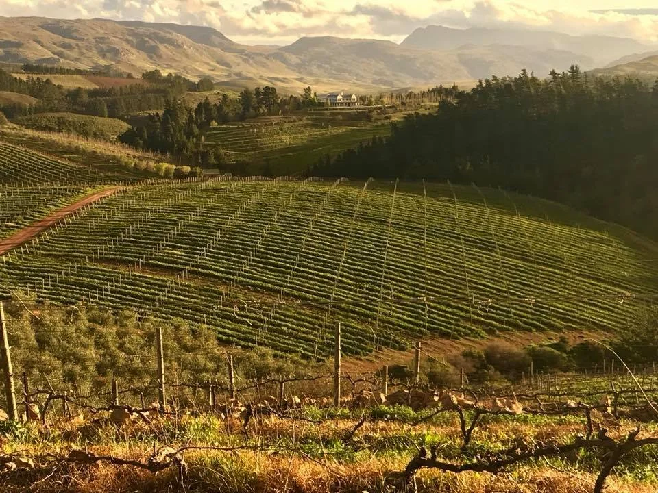 Vineyard landscape with rows of grapevines on rolling hills, a dirt path, trees, and mountains in the background during sunset.