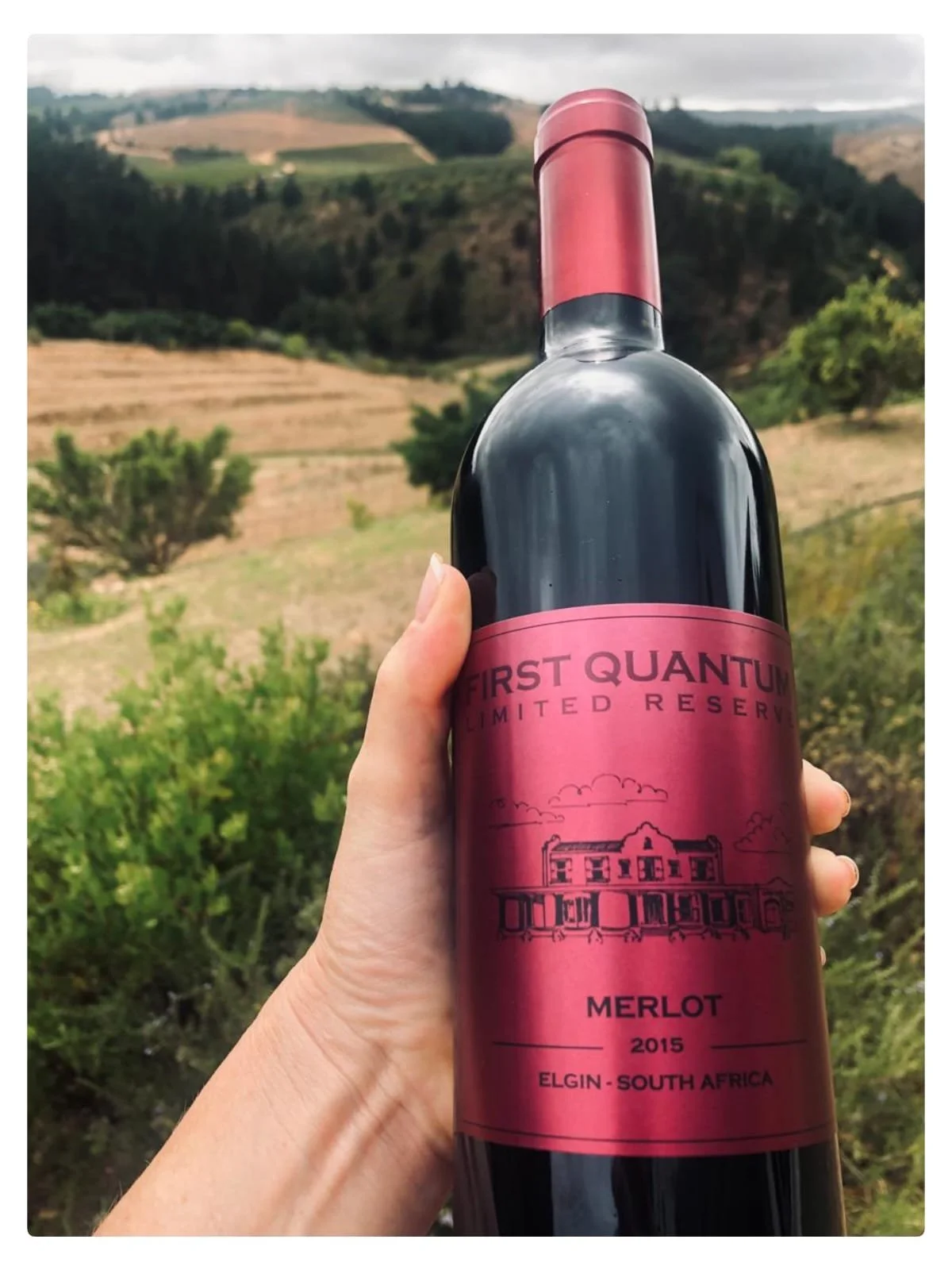 MERLOT 1.jpg
