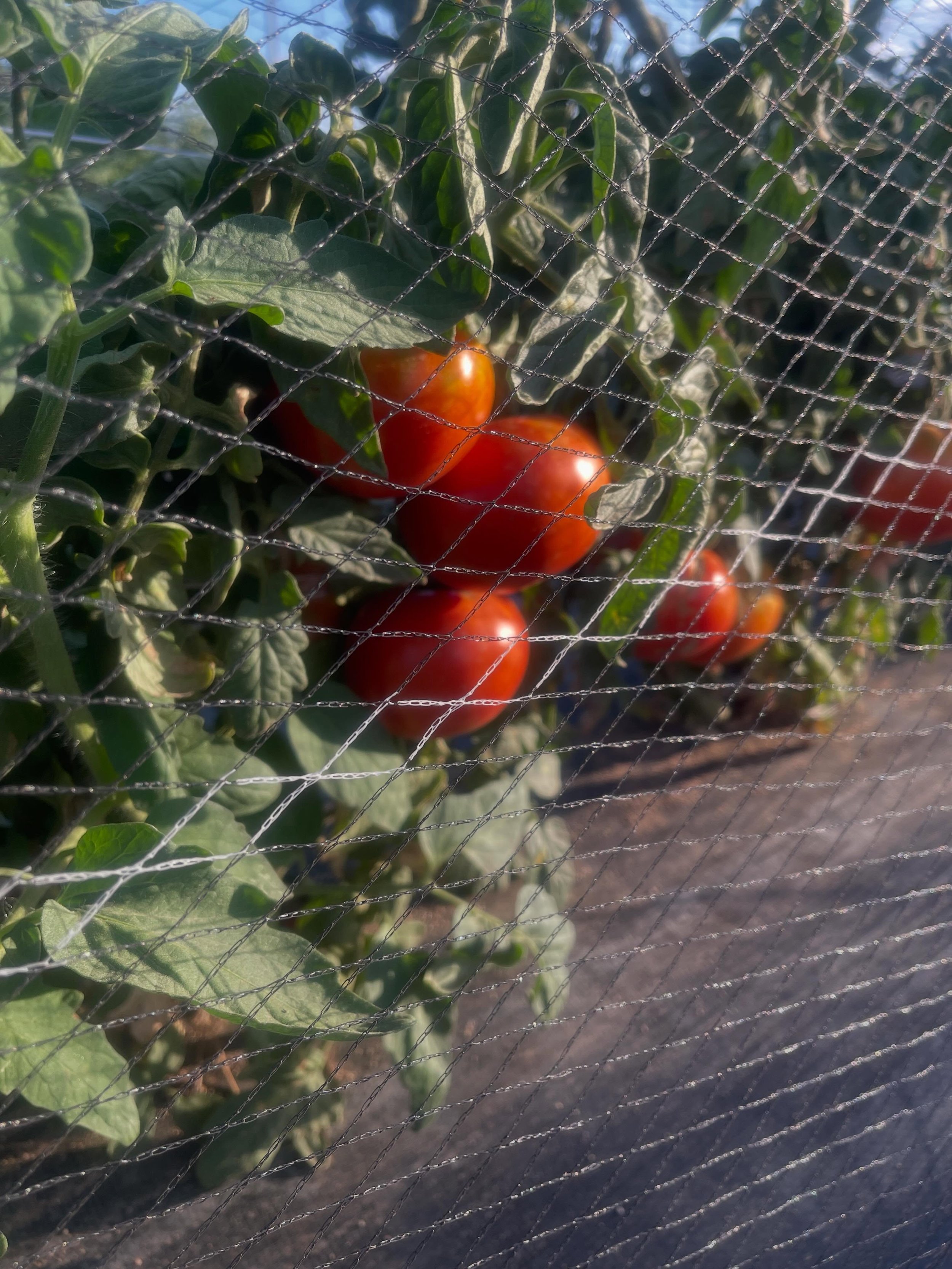 Tomatoes are ready! 🍅🍅🍅🍅 We have all the makings for a lovely fresh Pico de Gallo. 🍅🧅🌶️🧄 All you will need to find elsewhere is the lime. 🍋&zwj;🟩 Tacos 🌮 anyone?