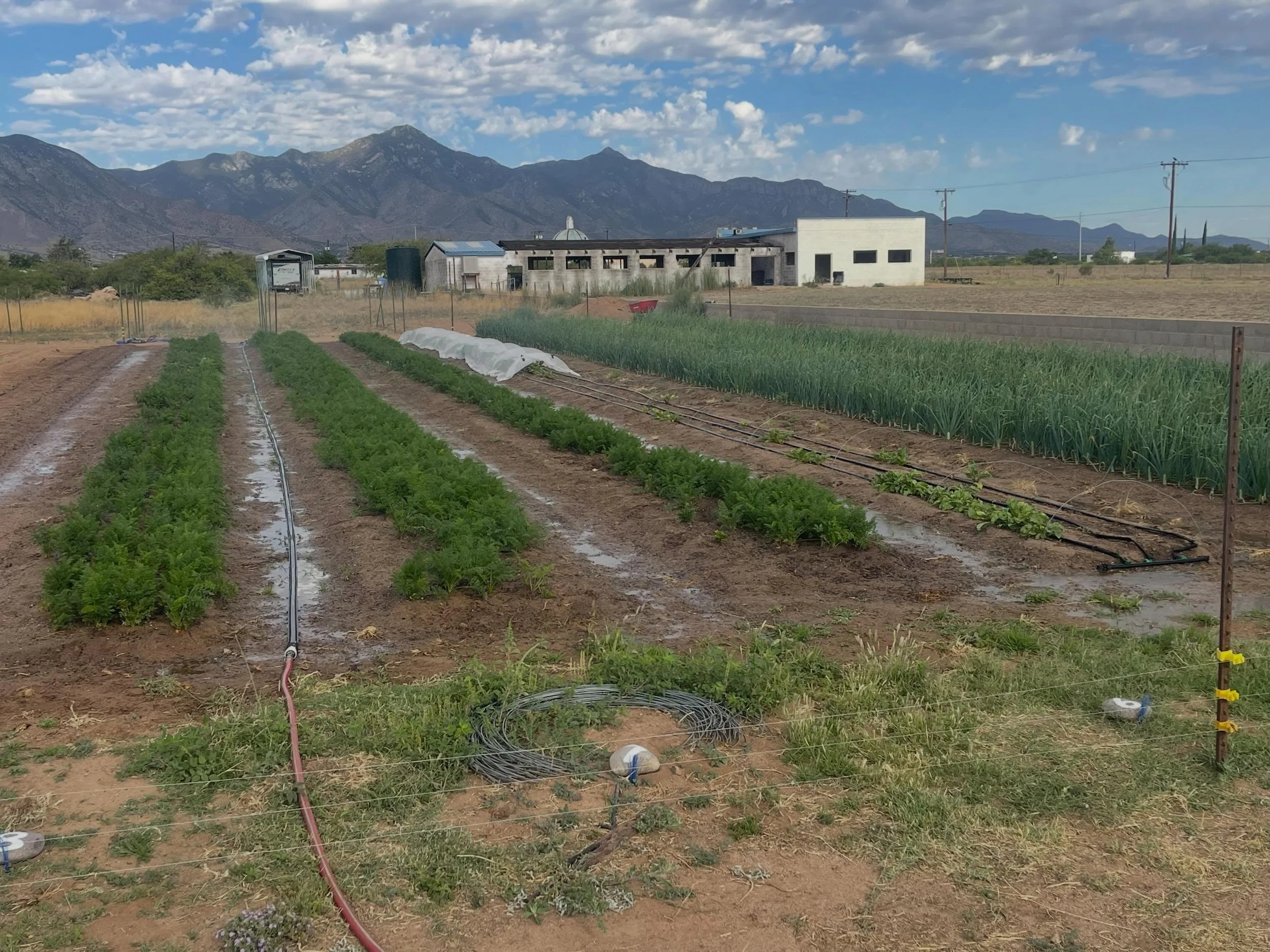 Carrots and onions getting the water they need this morning before it gets hot!  I am thankful for the blessings of electricity, wells and pumps to make it happen.