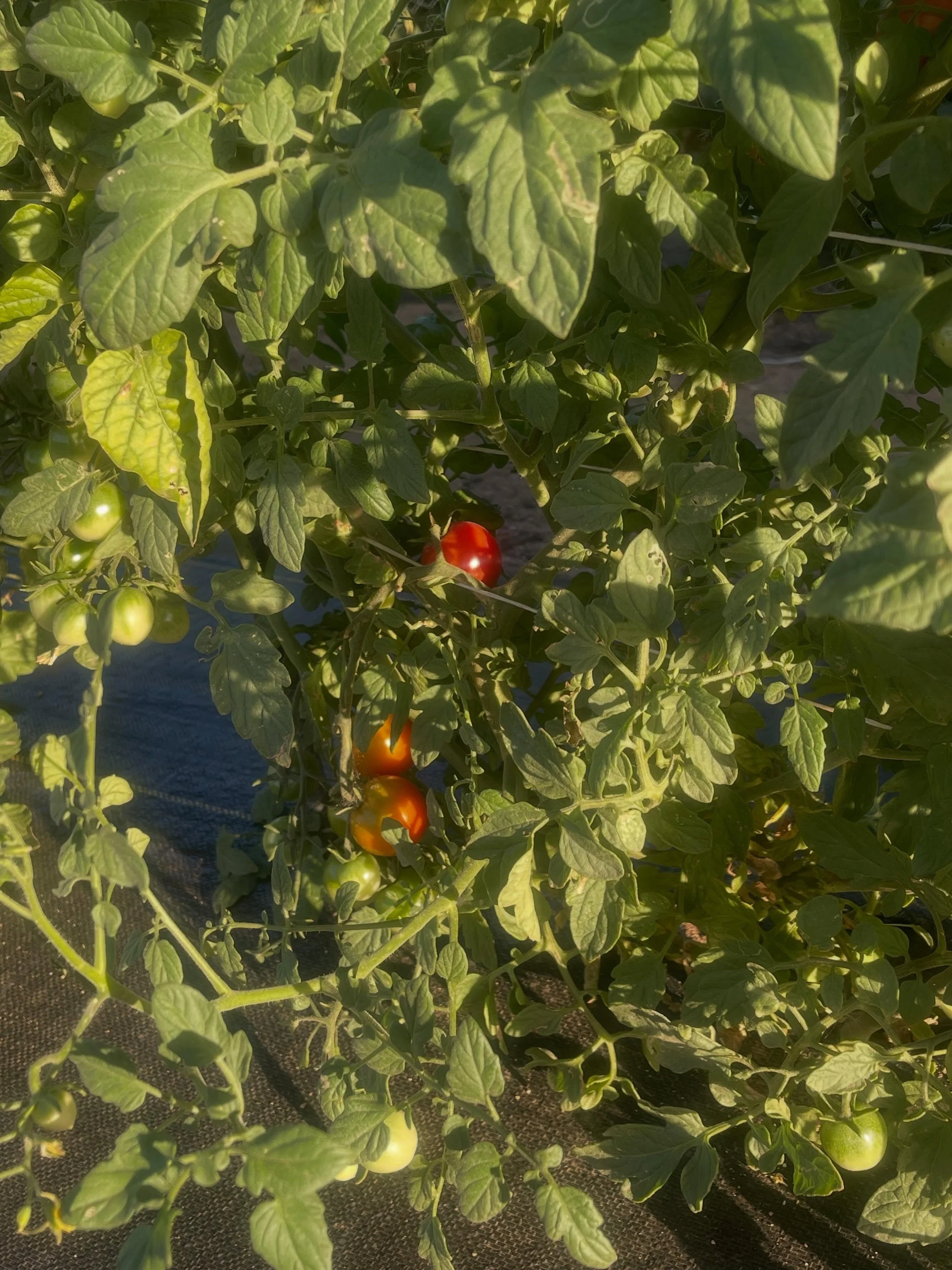 Are those cherry tomatoes I see in there? Yes we have those too. Mom this is even better than hunting Easter eggs!