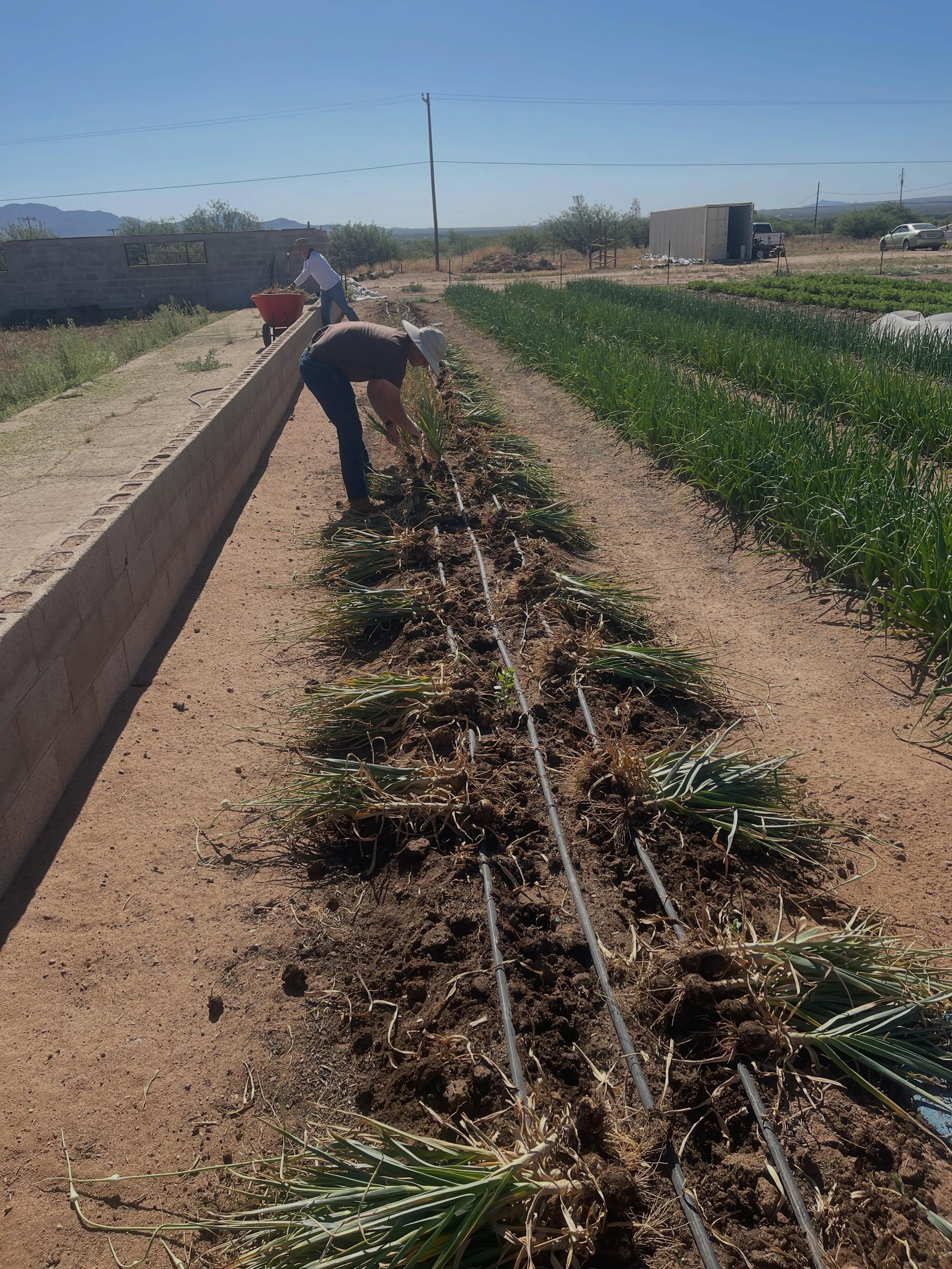 What a great Garlic Harvest!  Zane and Hyrum got it all harvested before the rains and in the barn to dry. We now have locally grown garlic ready for you at checkout. 729 bulbs were harvested from 800 cloves planted in a 100 foot bed back in October 