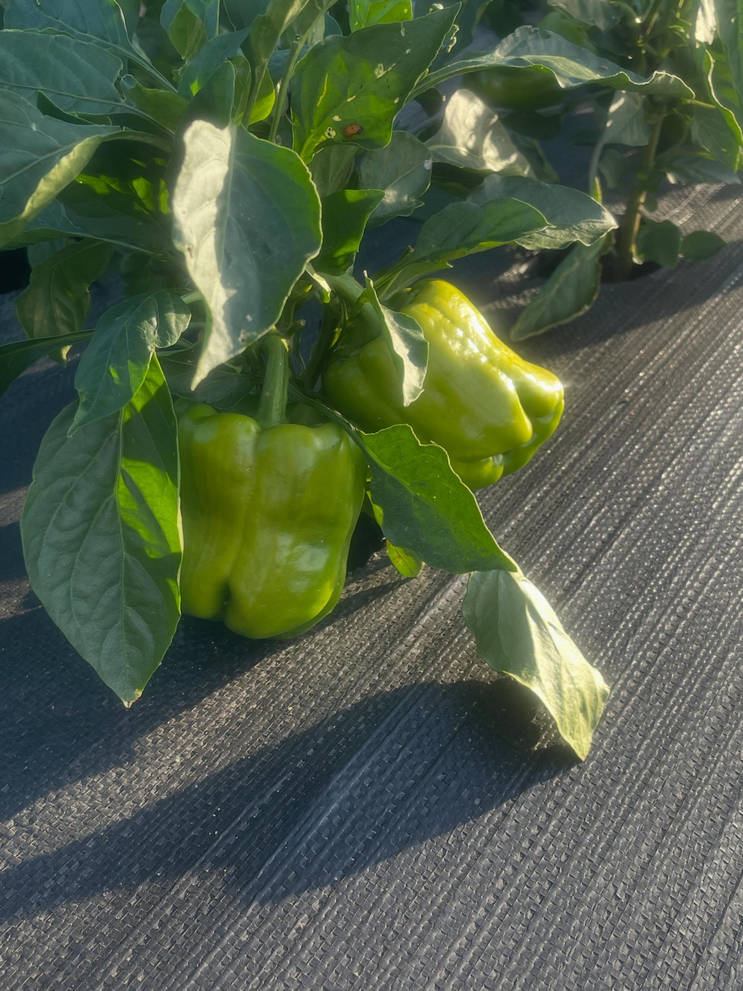 Pepper season is in full swing here at the garden! We have Jalape&ntilde;os, Shishitos, Mild Green Chilis, Sweet Italian, and Loads of Bell Peppers. Go to graysgardenaz.com for tickets and all the details. Mmmm Mmmm Good!
#localfarm, #localproduce #f