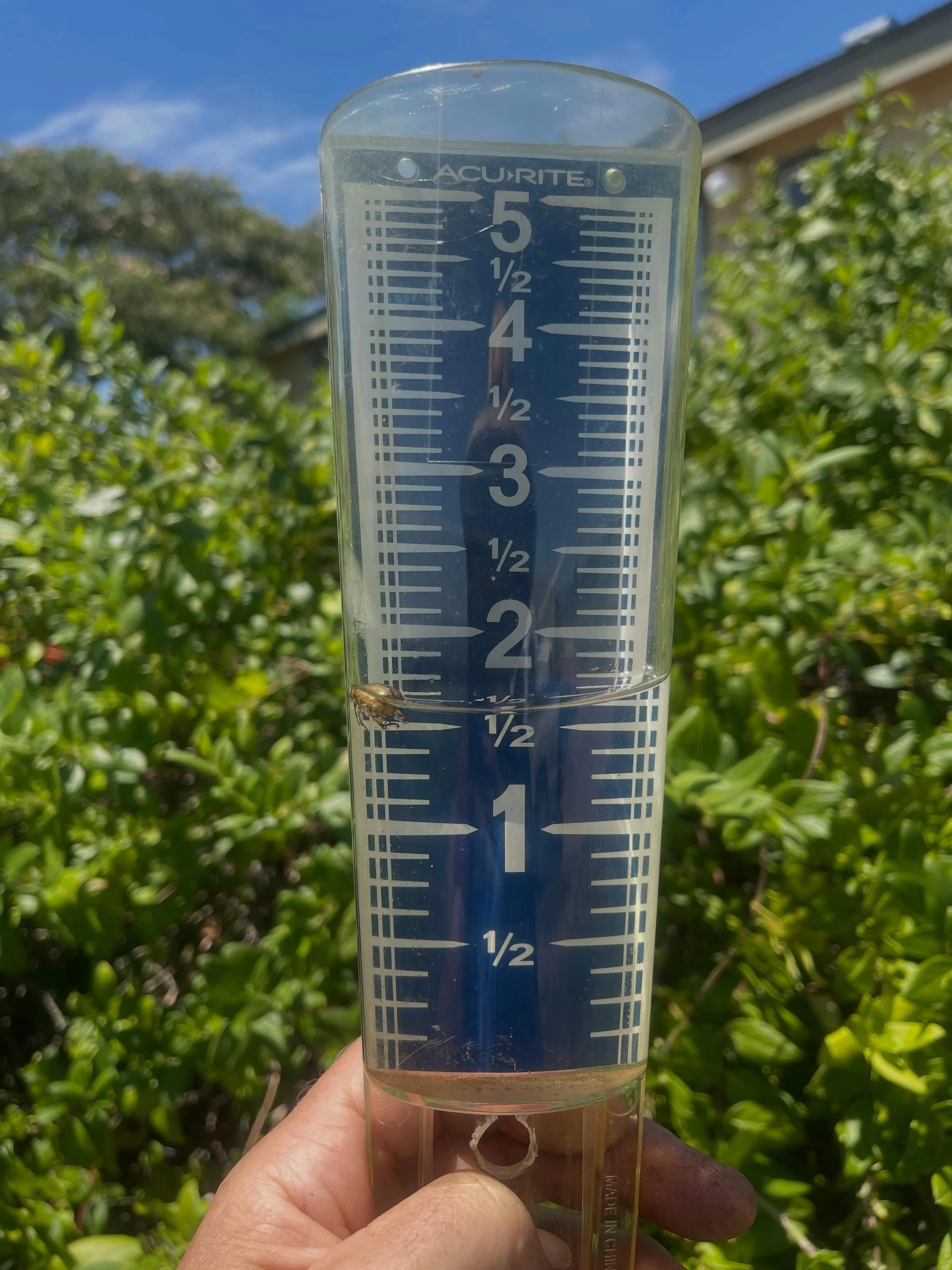 We have been getting a fair bit of rain recently and Loving it!
Do you know how to tell if a person is an Arizona Native or from another state without asking them?  The Arizona Native will never complain about the rain. 👍 #sierravista #bisbee #local