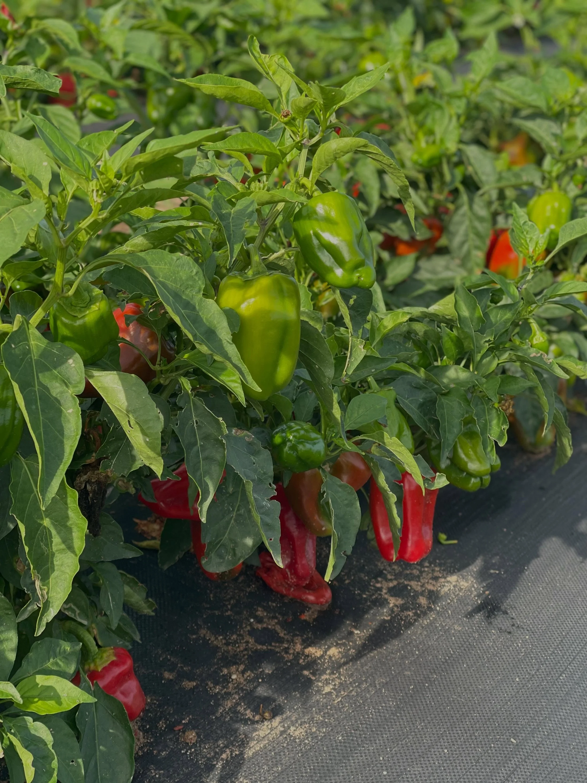 The word of the day is &ldquo;red.&rdquo; Red Bell Peppers to Red Tomatoes and Red Cherry Tomatoes. Come get them while they are at their peak of flavor. Visit our website in the boi for all the details. See you soon!  #upick #upickfarm #familyfun #l