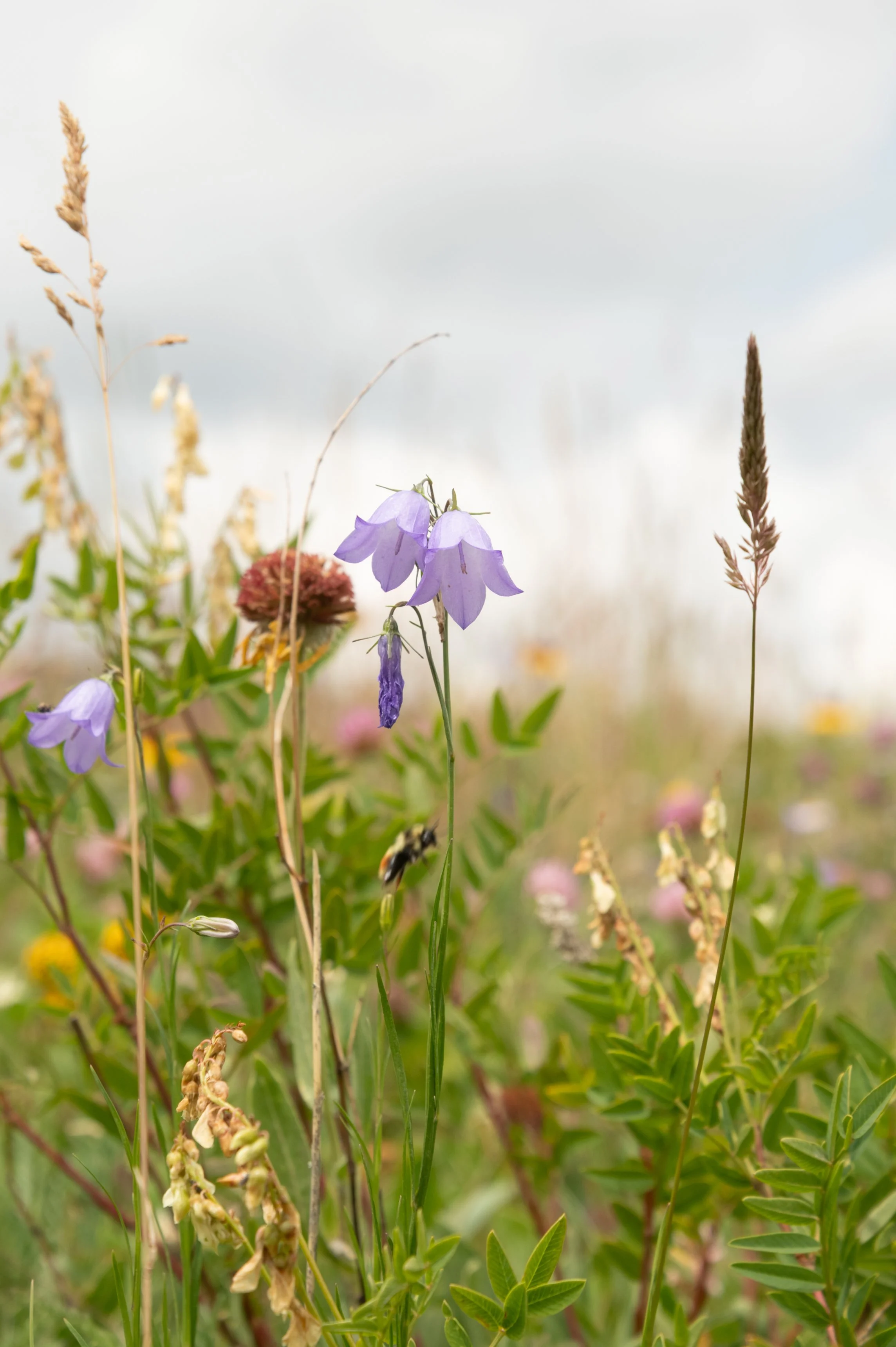 Calgary and banff outdoor wedding ceremony photo