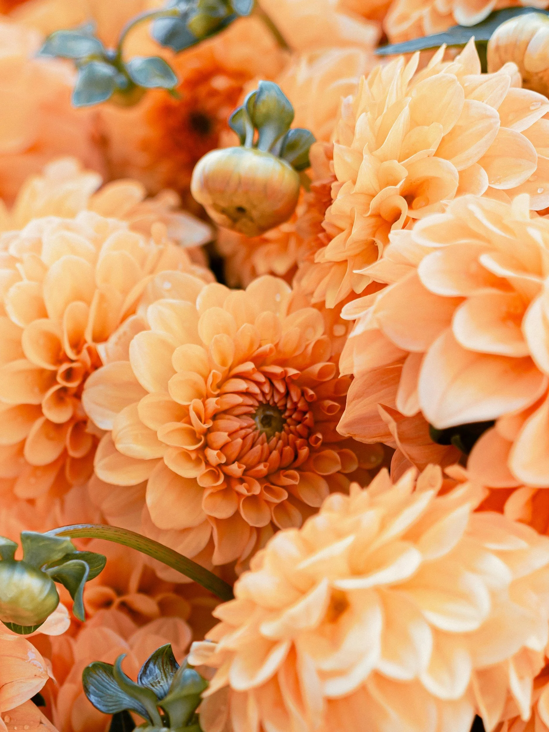 Close-up of peach-colored dahlias and buds with green leaves.