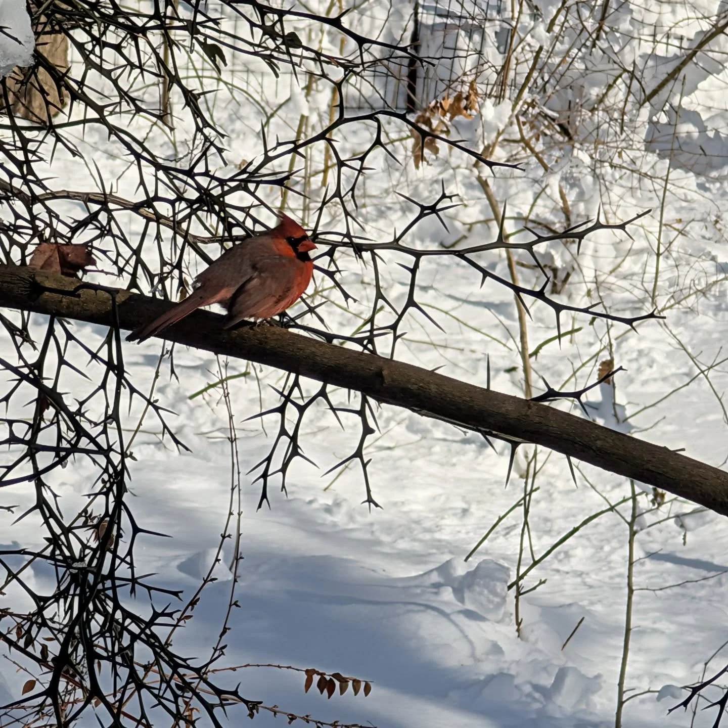packing up almost all of the puffers because if I pack them all we'll have 2 false springs and idk if my serotonin can handle it

and as I do of course I feel nostalgic for snow bird watching

and then I remember forgetting to dry my hair before leav