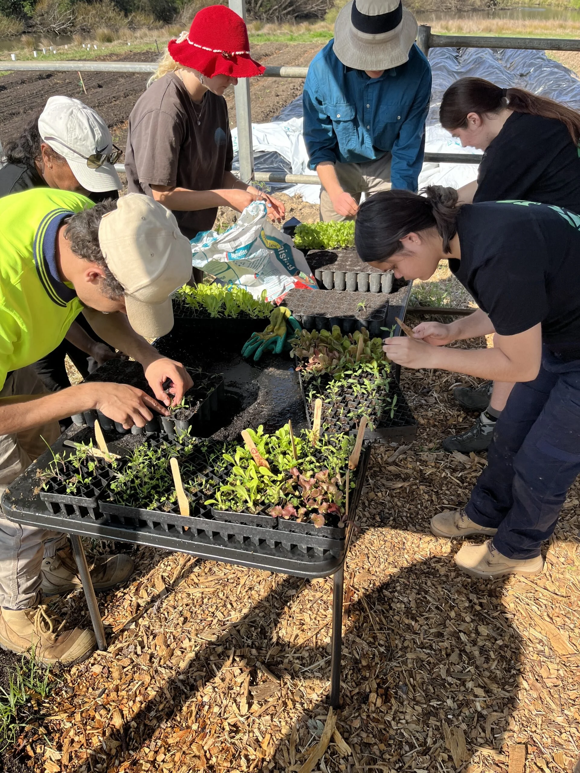 Group of people working together on planting seedlings in trays outdoors, some wearing hats and gloves, on a sunny day.