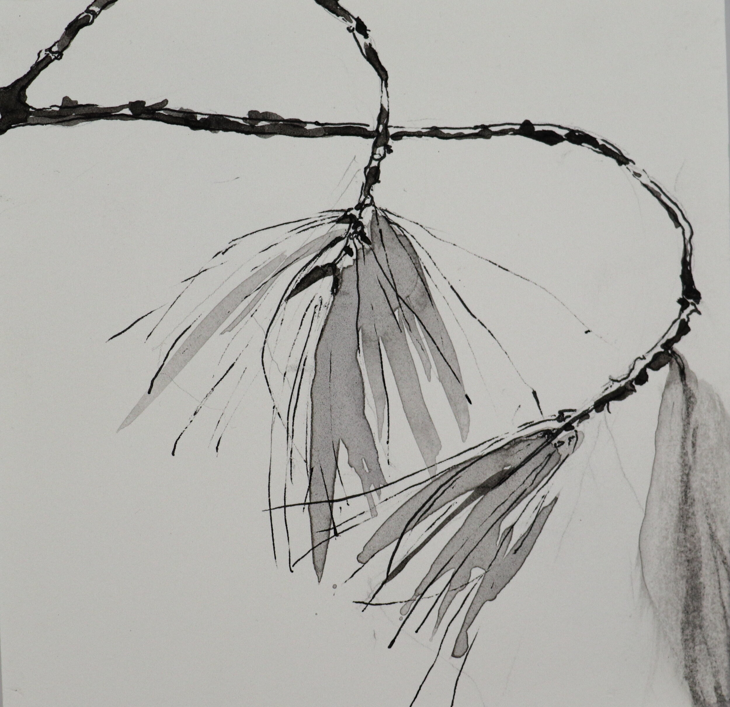 "White Pine Needles",  pen &  ink, 6" x 6"