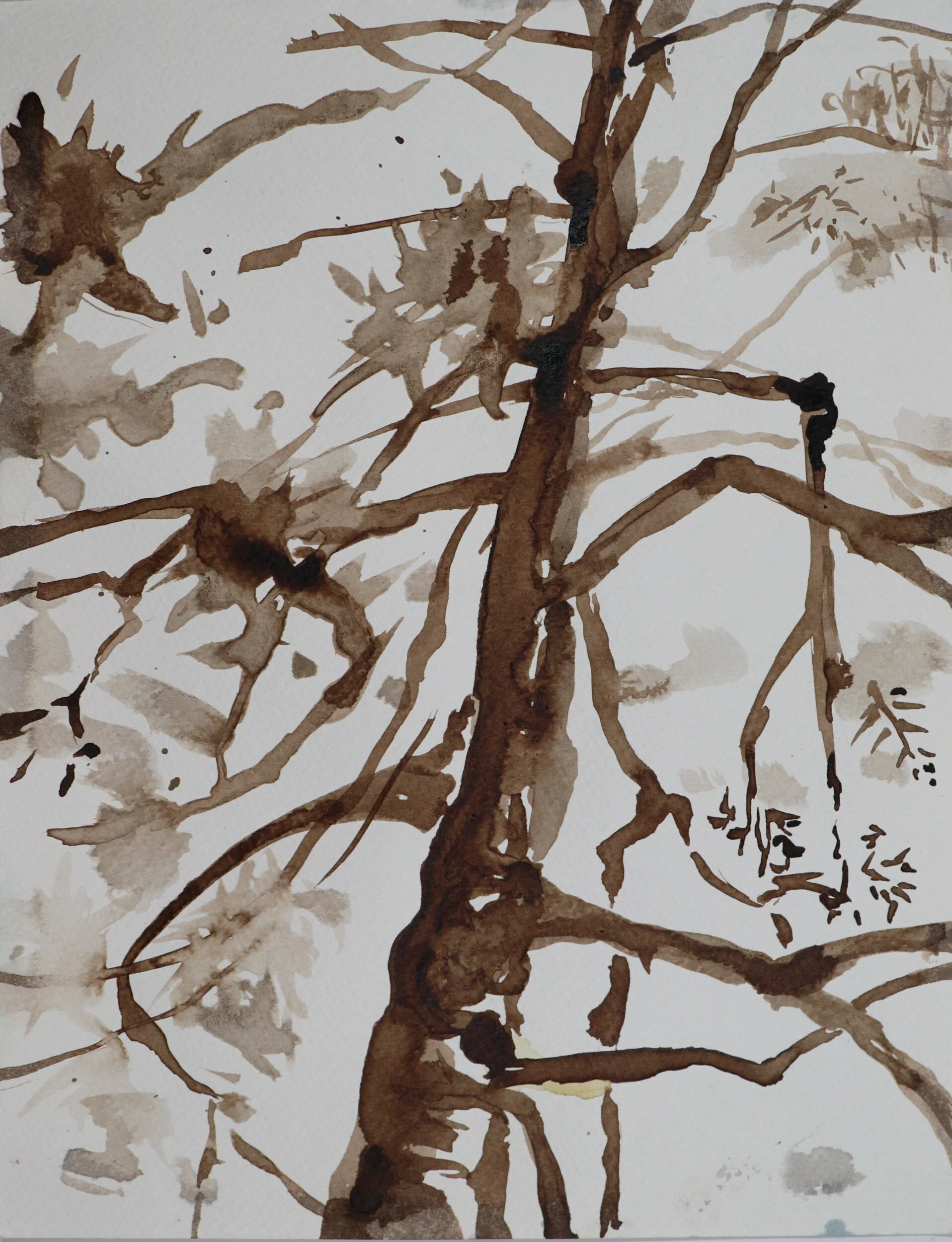 "The Tree Waits",  brush & walnut ink, 12" x 9"