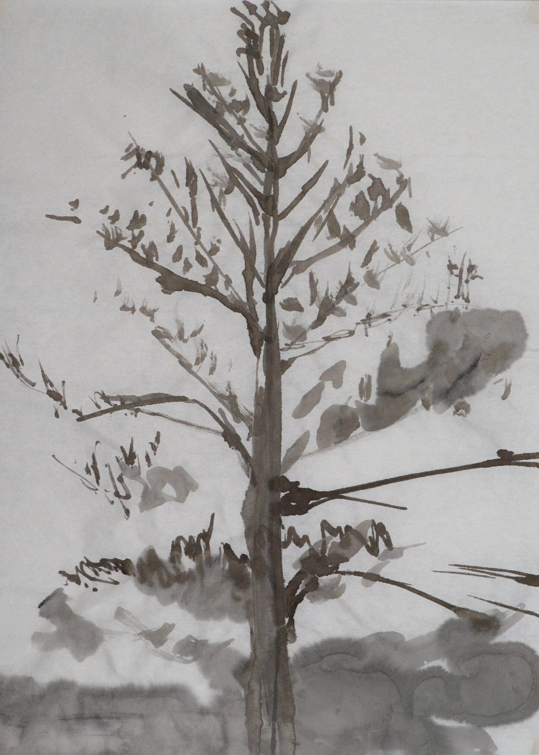 "Ode to White Pine I",  brush & ink on rice paper, 13" x 10"