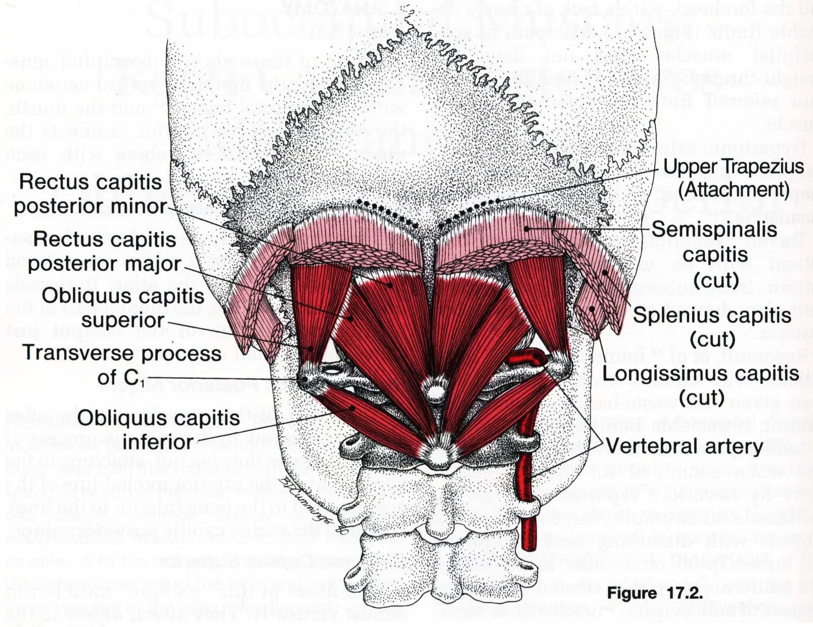 neck anatomy.JPG