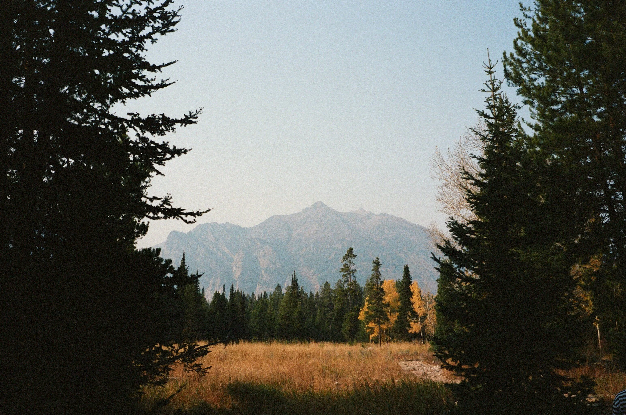 Scenic view of a mountainous landscape with tall pine trees in the foreground, a grassy meadow, and mountains in the distance under a clear sky.