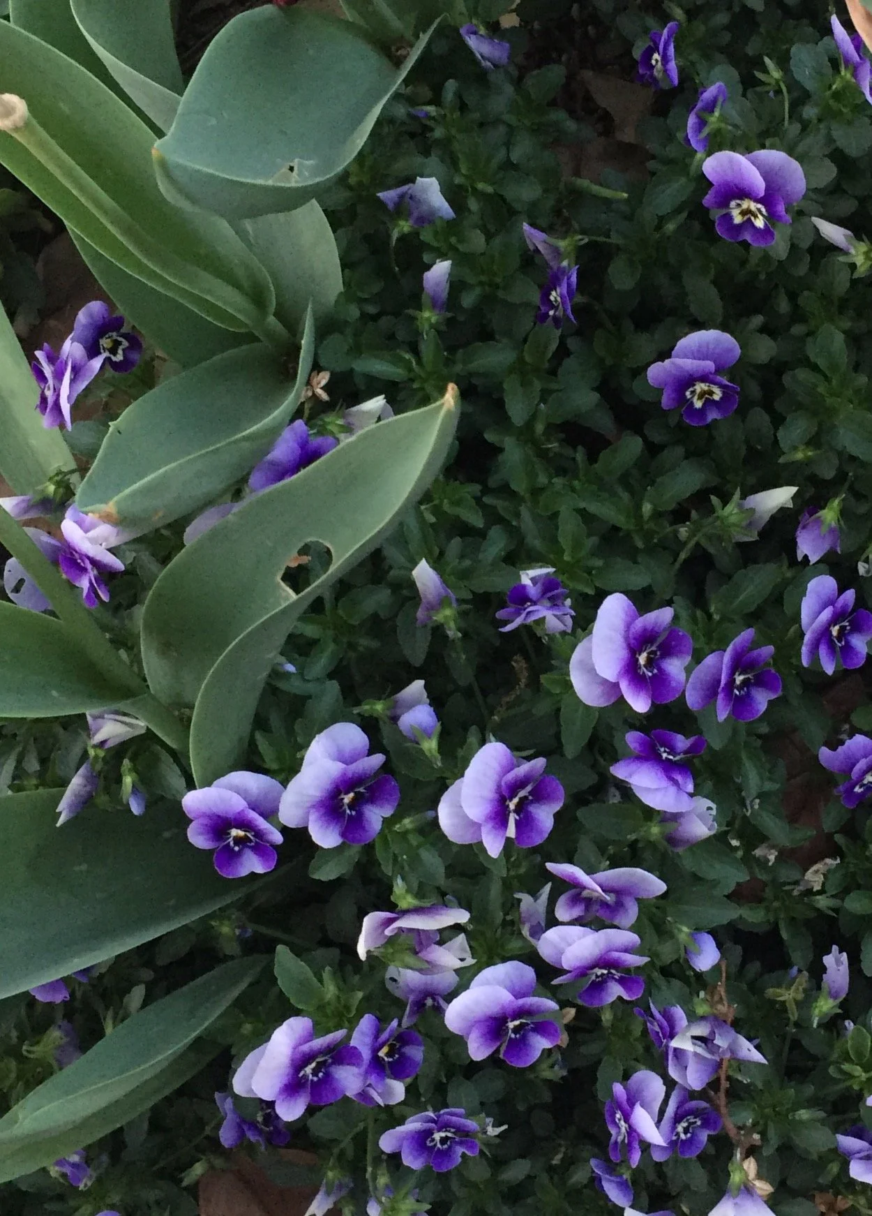 Close-up of purple and white violets with green leaves.