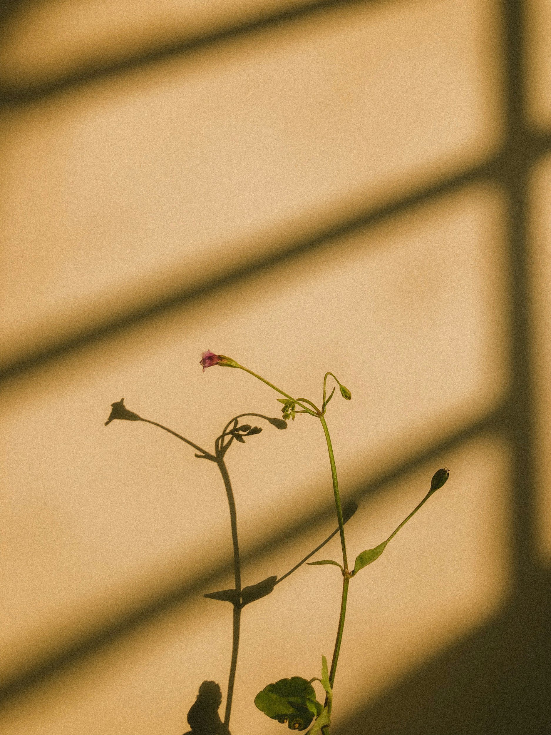Small flowering plant casting a soft shadow on a warm sunlit wall