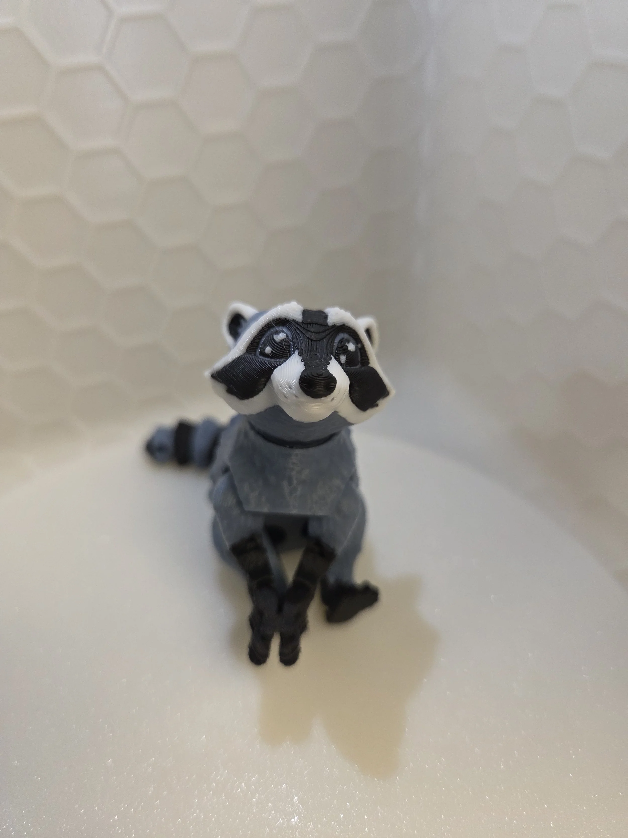 Raccoon