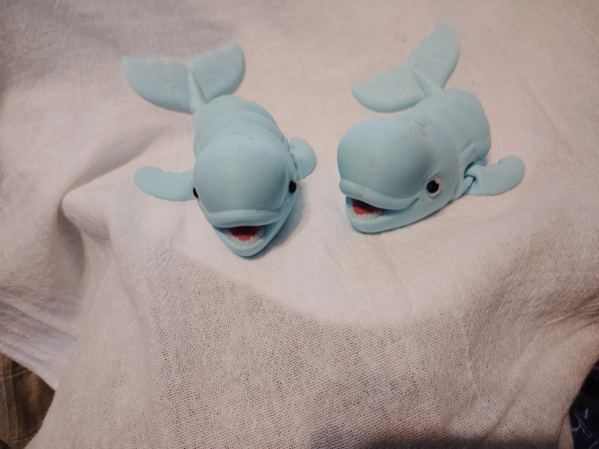Beluga Whale