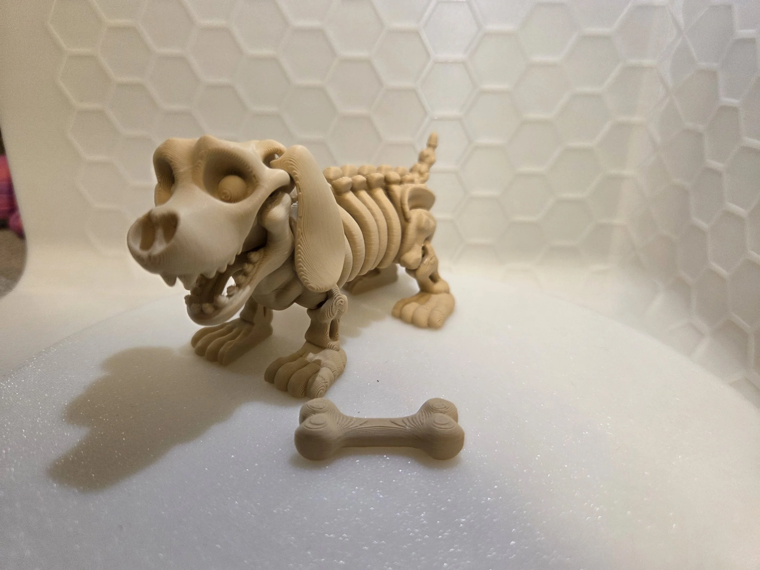 Dachshund Skeleton
