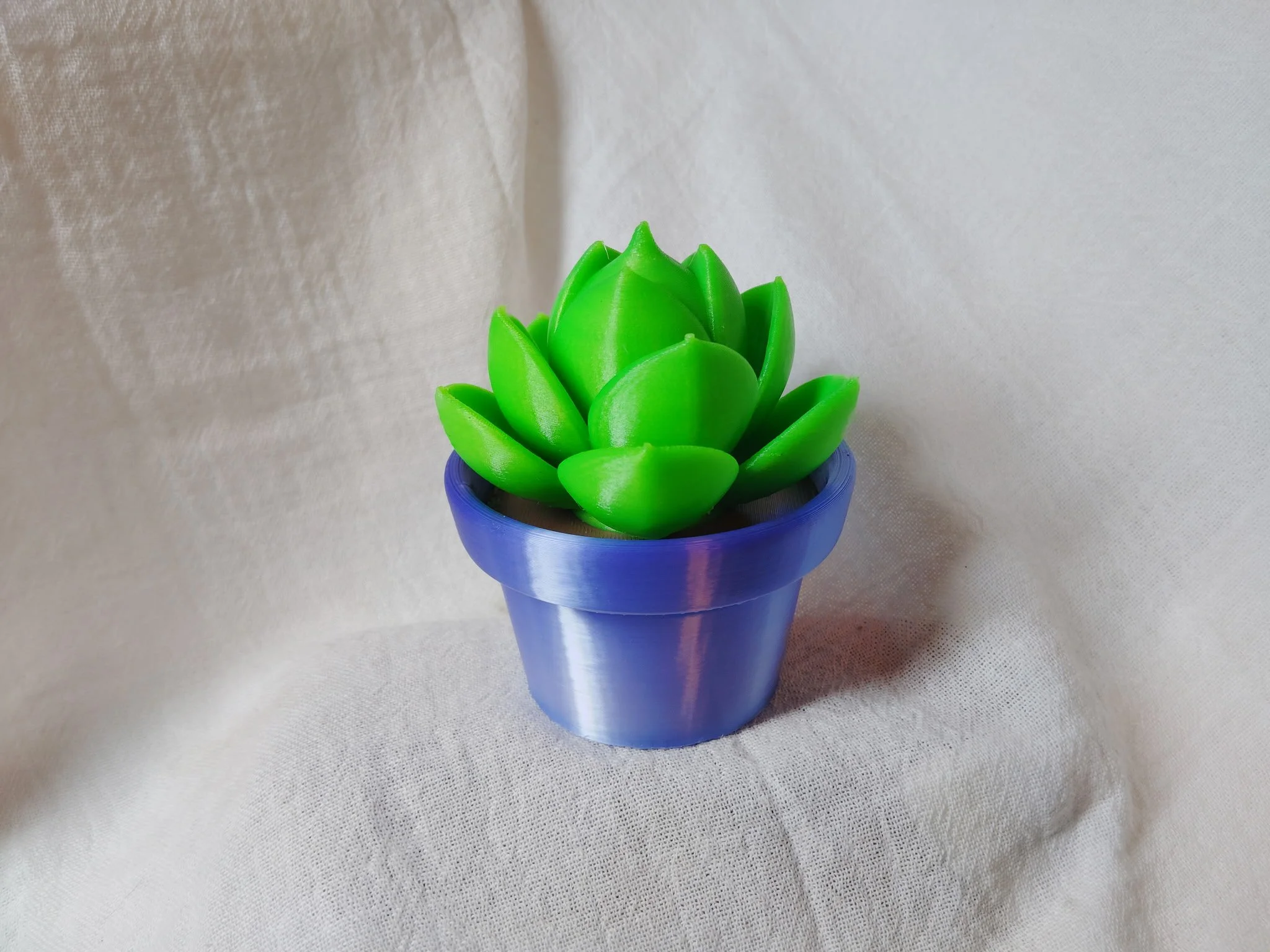 Forever Succulent