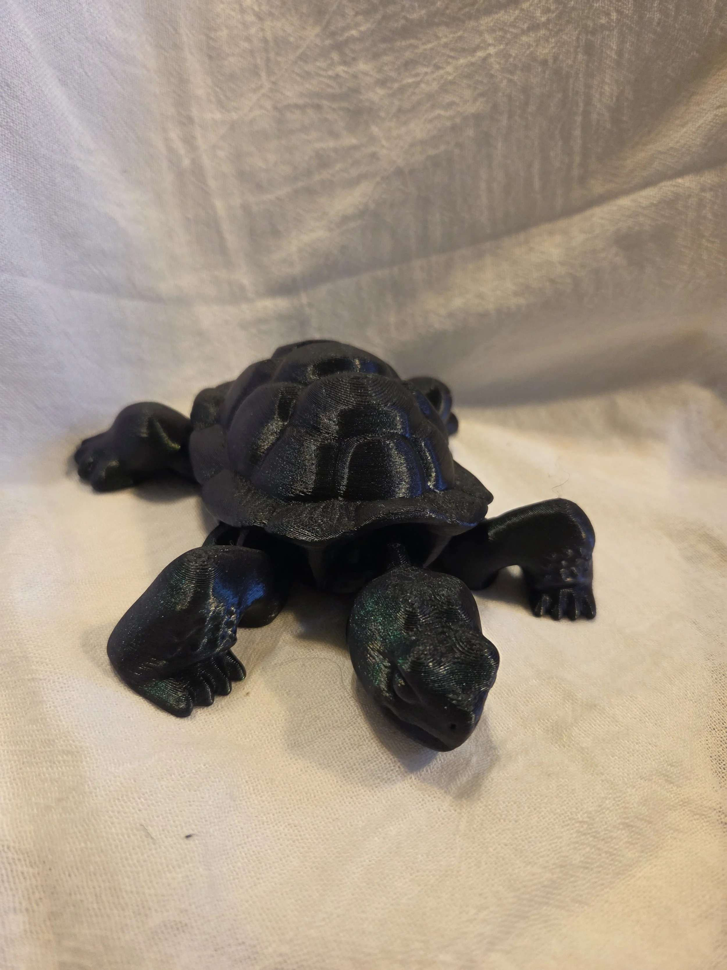 Box Turtle