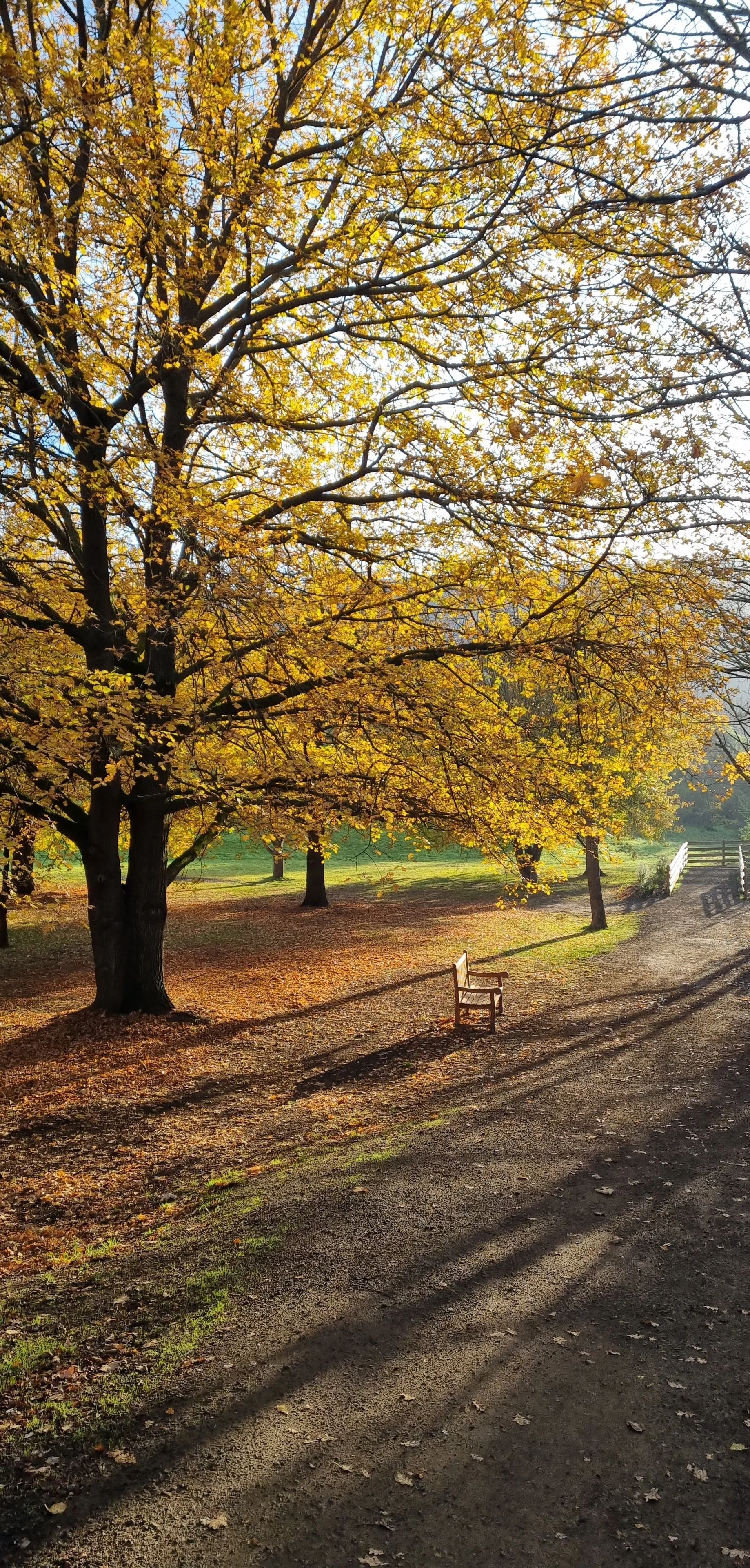 Autumn landscape with trees and bench along a pathway in New Norfolk, Tasmania.