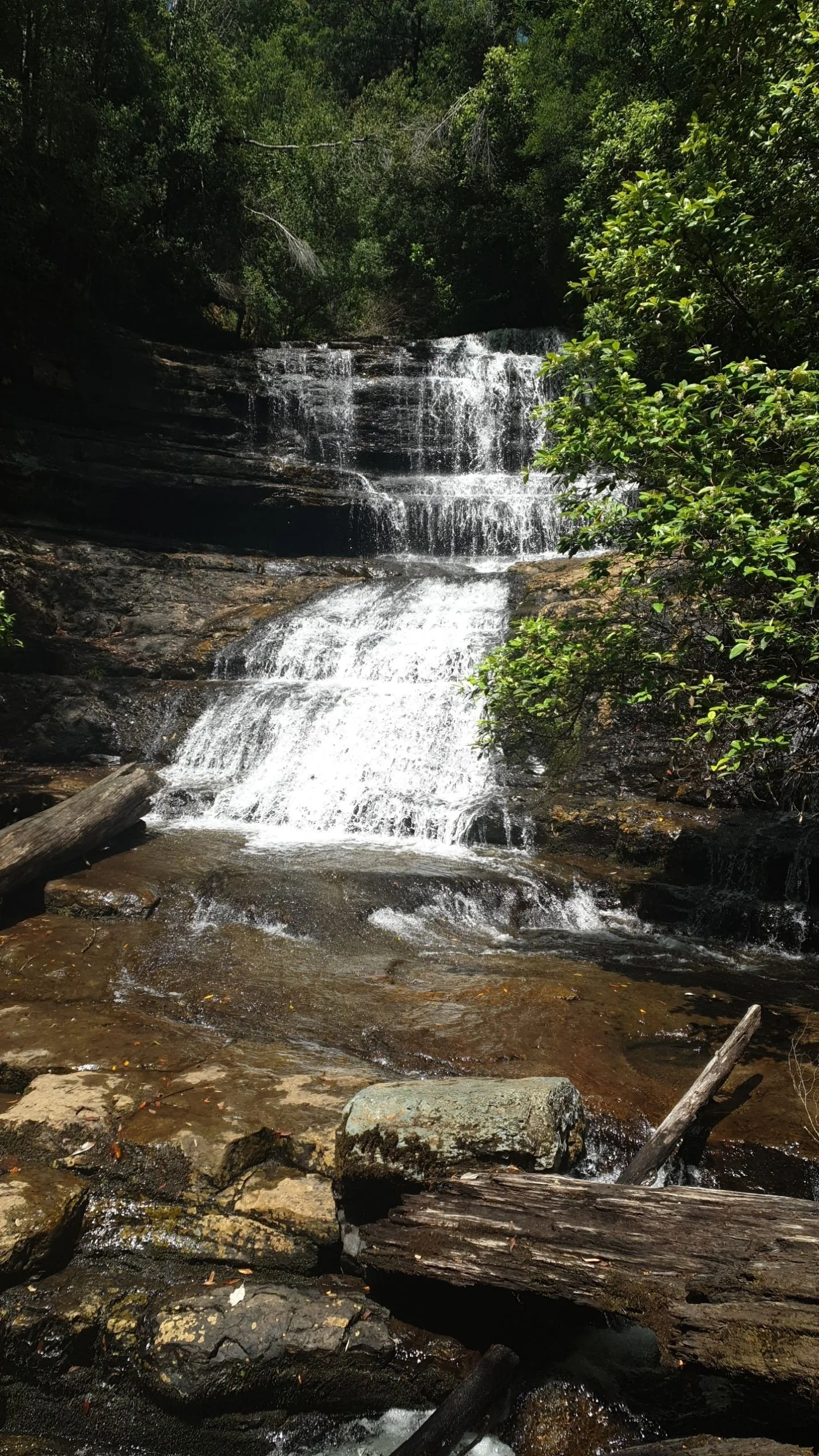 Forest waterfall symbolising steady progress and resilience at Smart Path Psychology.
