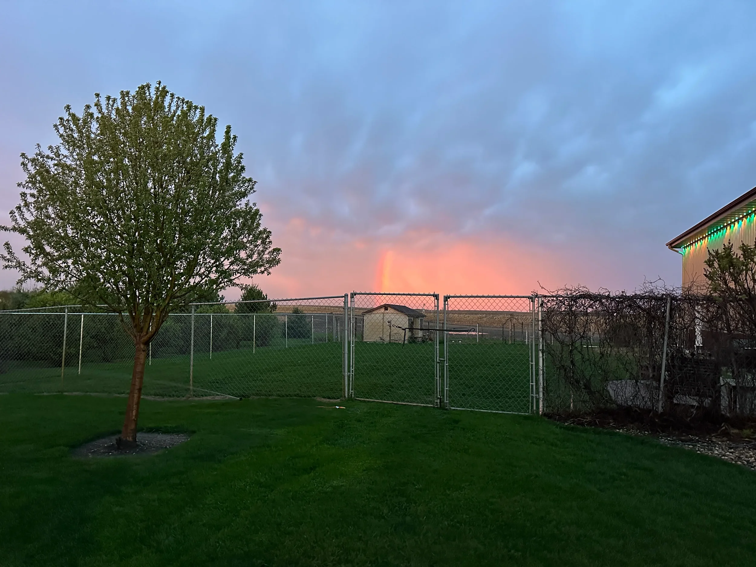 A backyard with a green lawn, a small tree, a chain-link fence, and a structure with colorful string lights at sunset or sunrise, with a rainbow visible in the cloudy sky in the background.