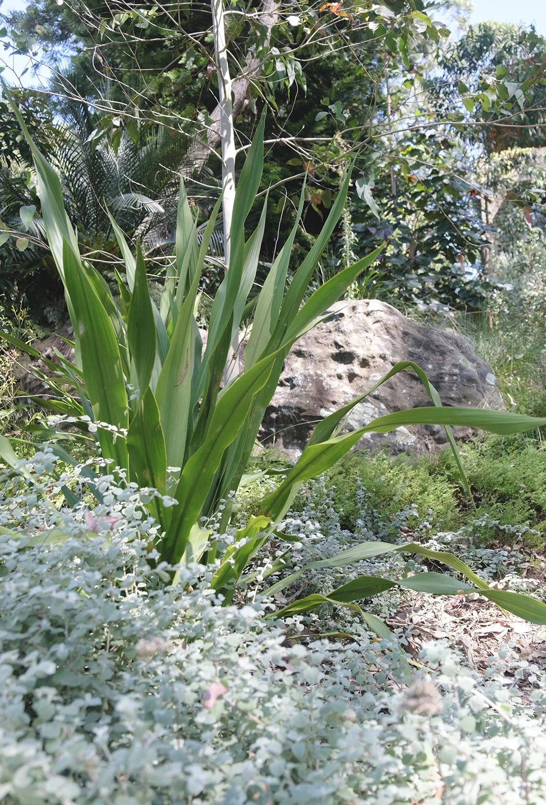 alicegardensII-131 (Refined Rustic).jpeg