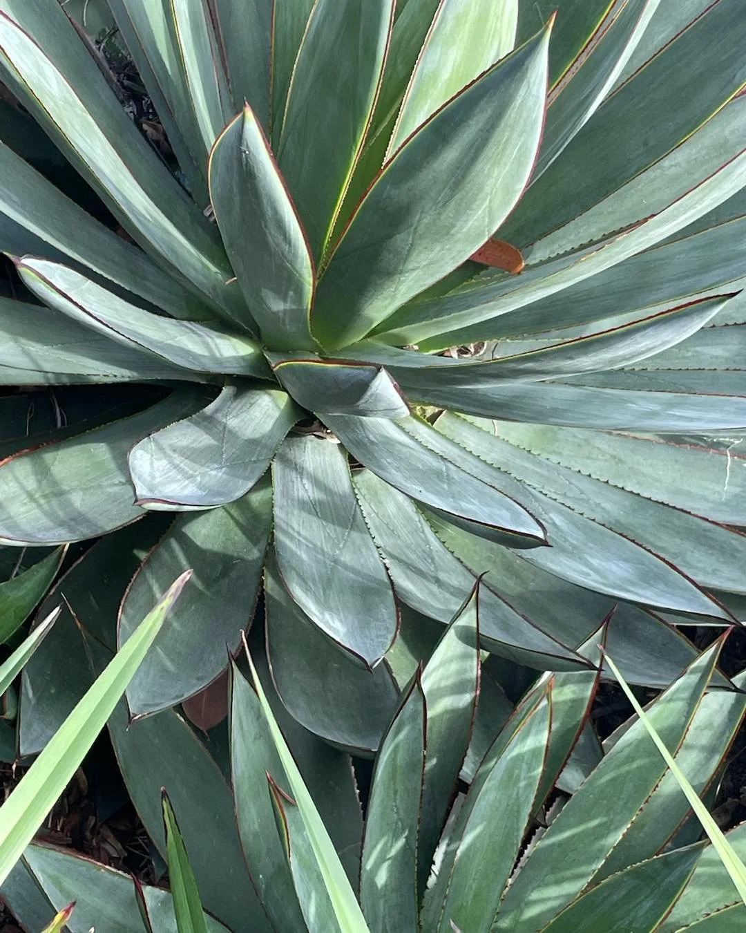 A little succulent appreciation 🌵

Sculptural, textural and full of character. We love using succulents to bring strong shapes, subtle colour and contrast into a planting palette.

Hardy, beautiful and anything but boring.

#SucculentGarden #Succule