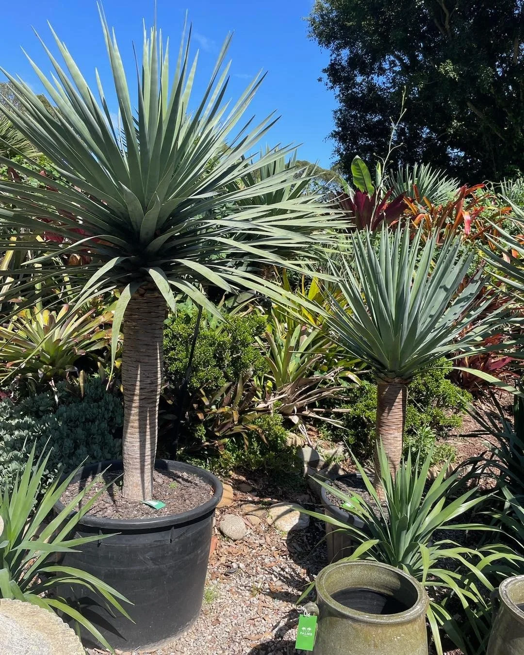 Out plant sourcing 🌿

A mix of old favourites and a few unusual finds for this week&rsquo;s garden install. Always love discovering something a little different - interesting foliage and textures that bring personality to a garden.

Can&rsquo;t wait