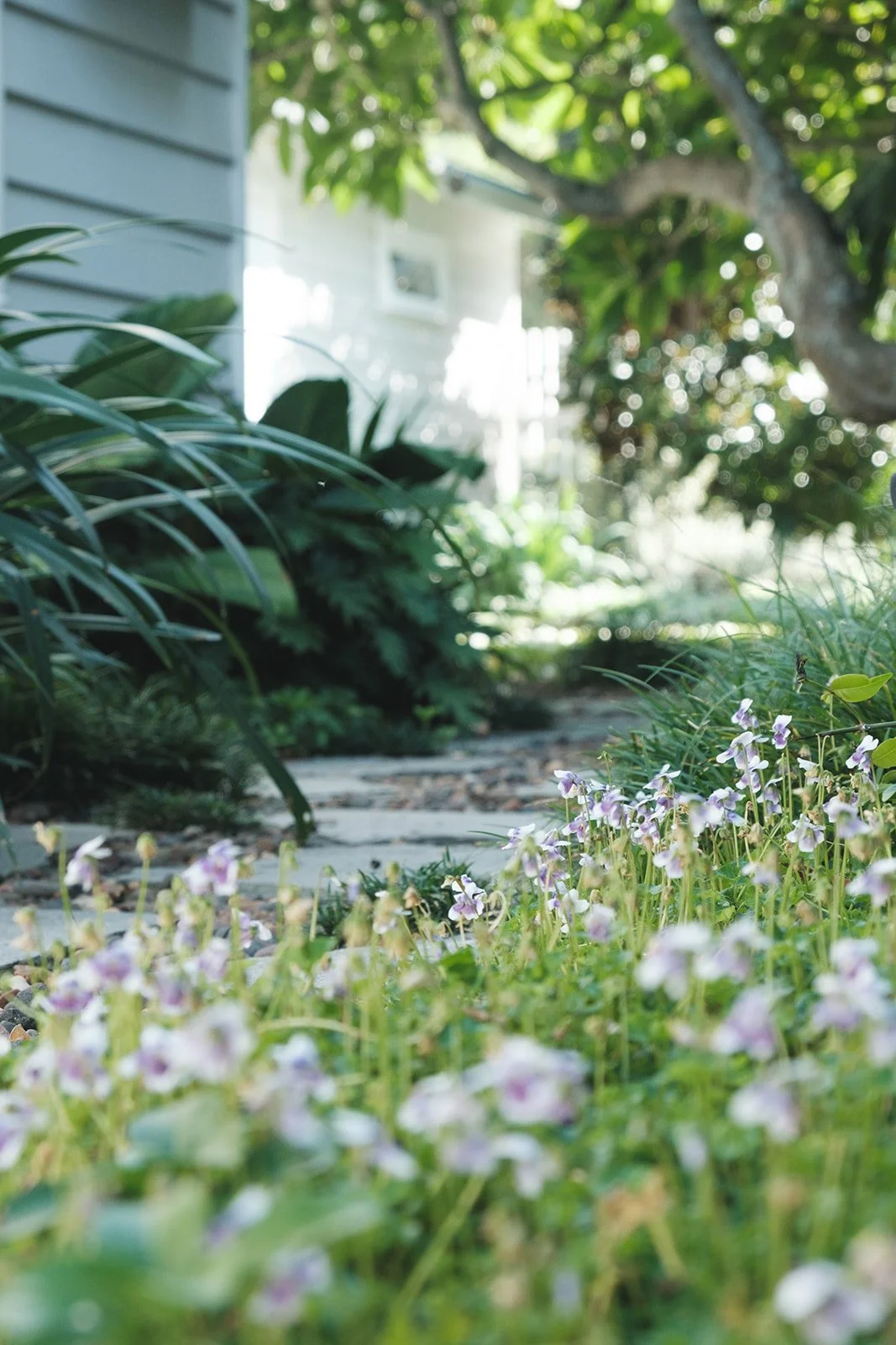 gardens-105 (Alice Iluka Rd).jpeg