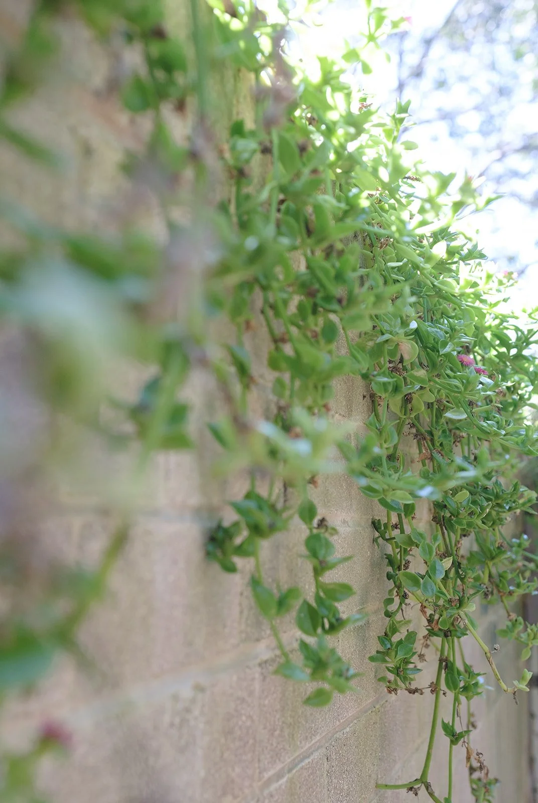 alicegardensII-105 (Refined Rustic).jpeg