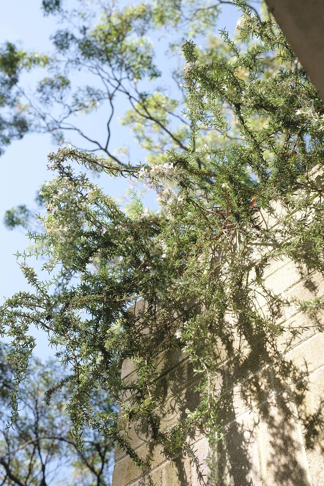 alicegardensII-101 (Refined Rustic).jpeg