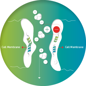 Cell membrane with proper H2O transport