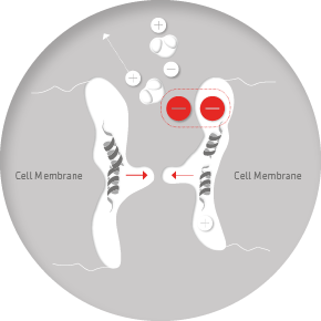 Cell membrane rejecting H2O molecule
