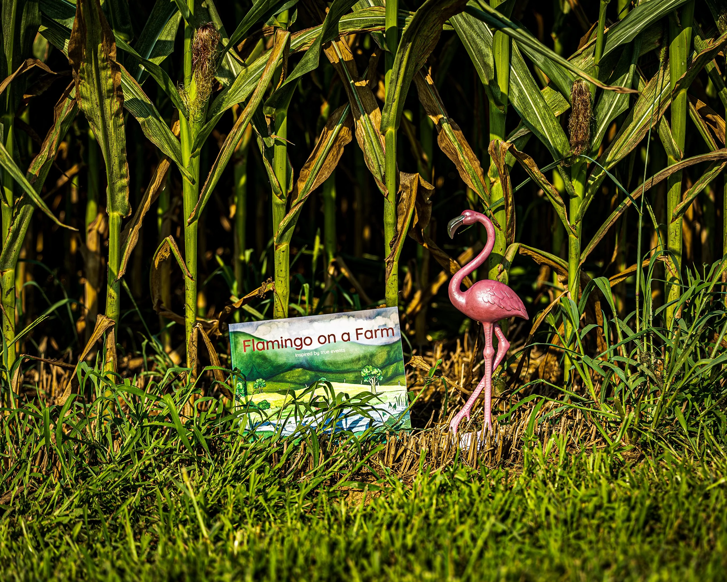Flamingo_On_a_Farm_Pic1.jpg