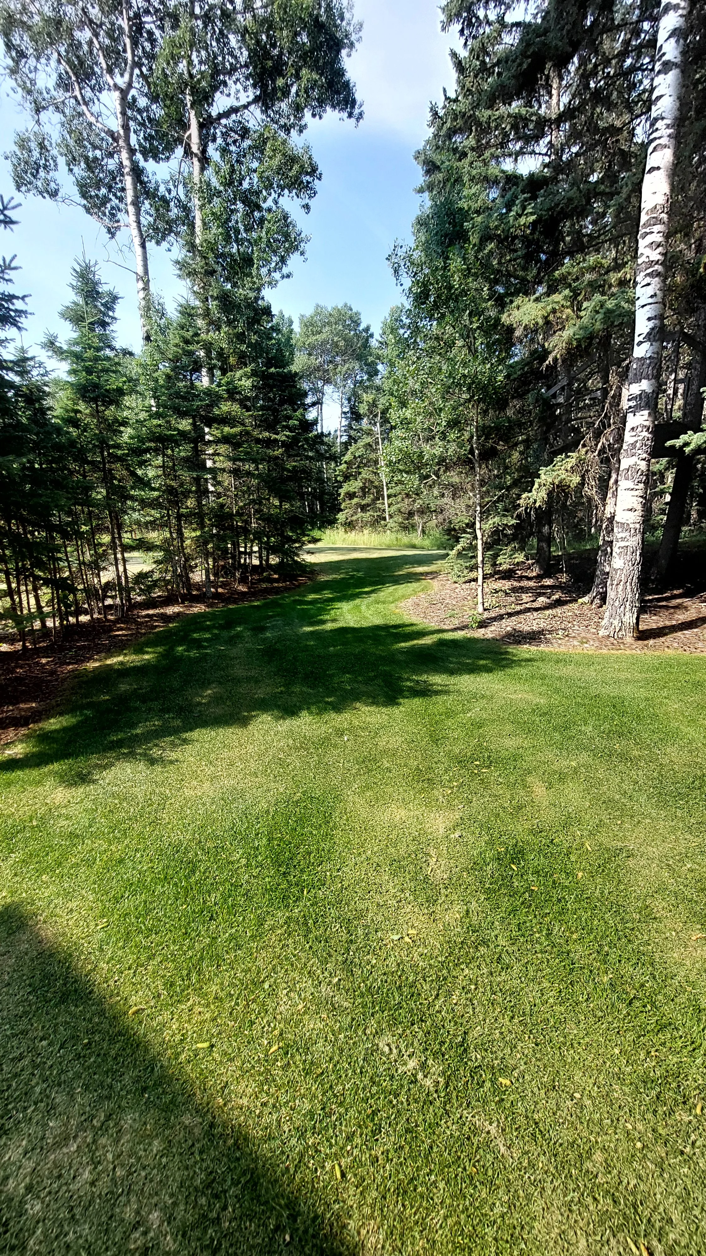 Green grass and mulch around trees but no concrete borders between