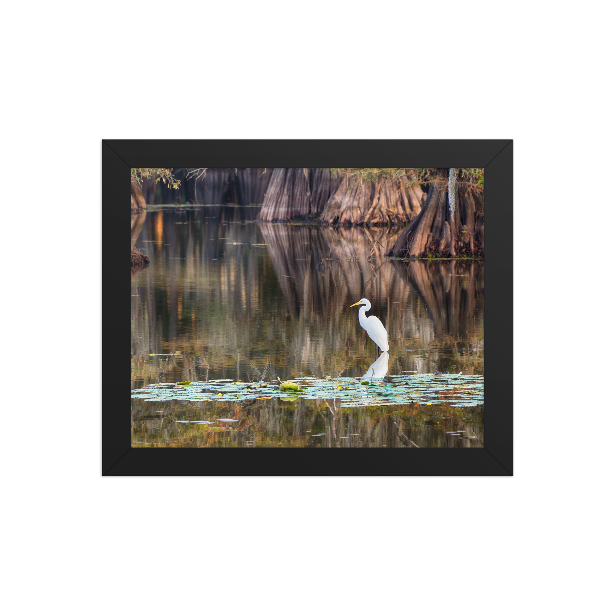 Serenity in the Swamp Art Print