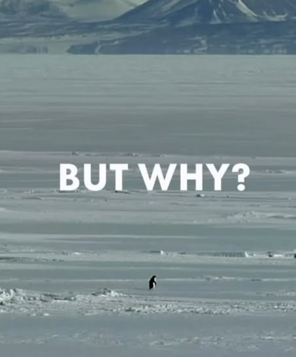 A penguin standing on snow in a vast, icy landscape with distant mountains, overlaid with the text 'BUT WHY?'