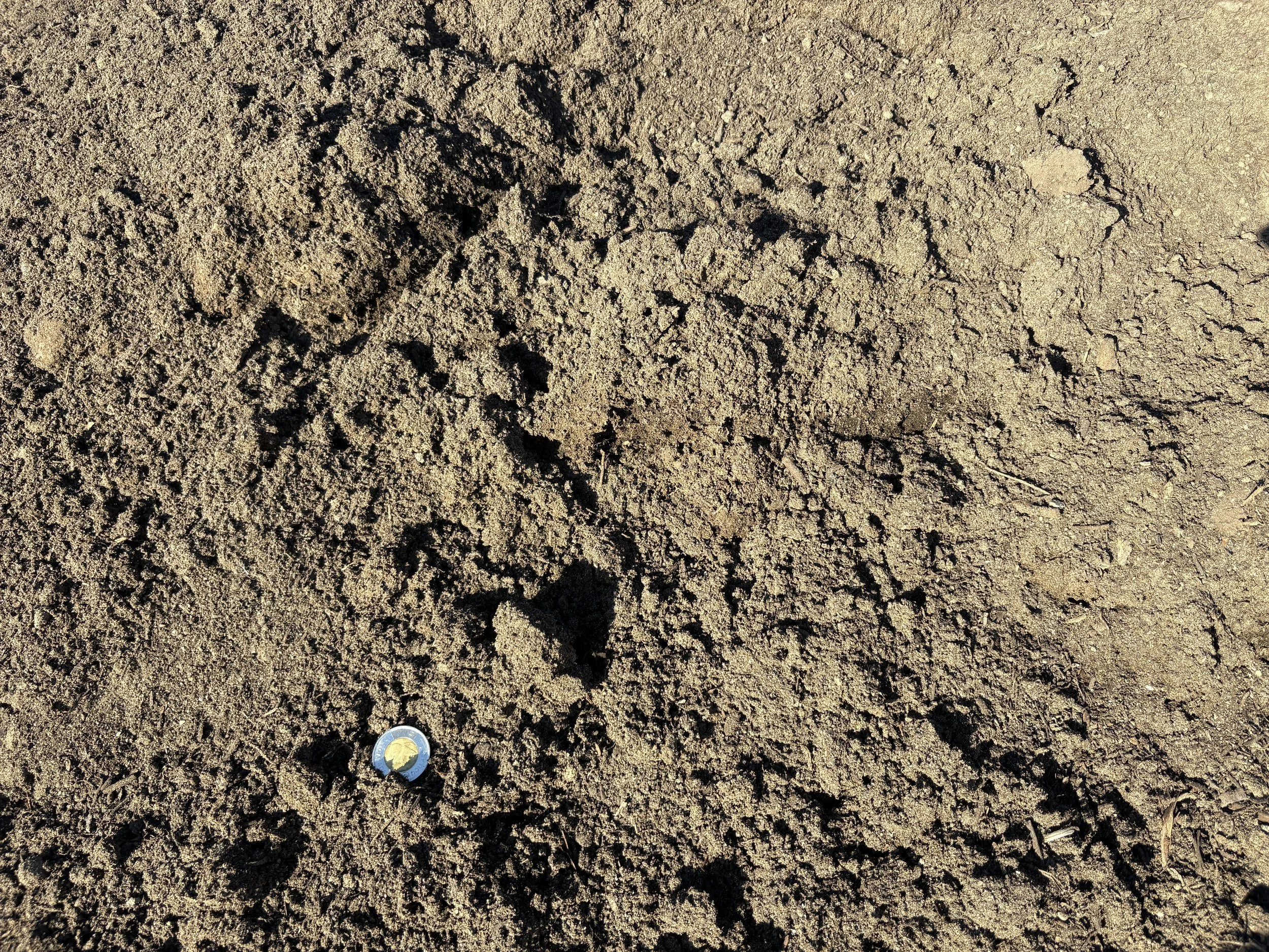 Screened Topsoil - Delivered