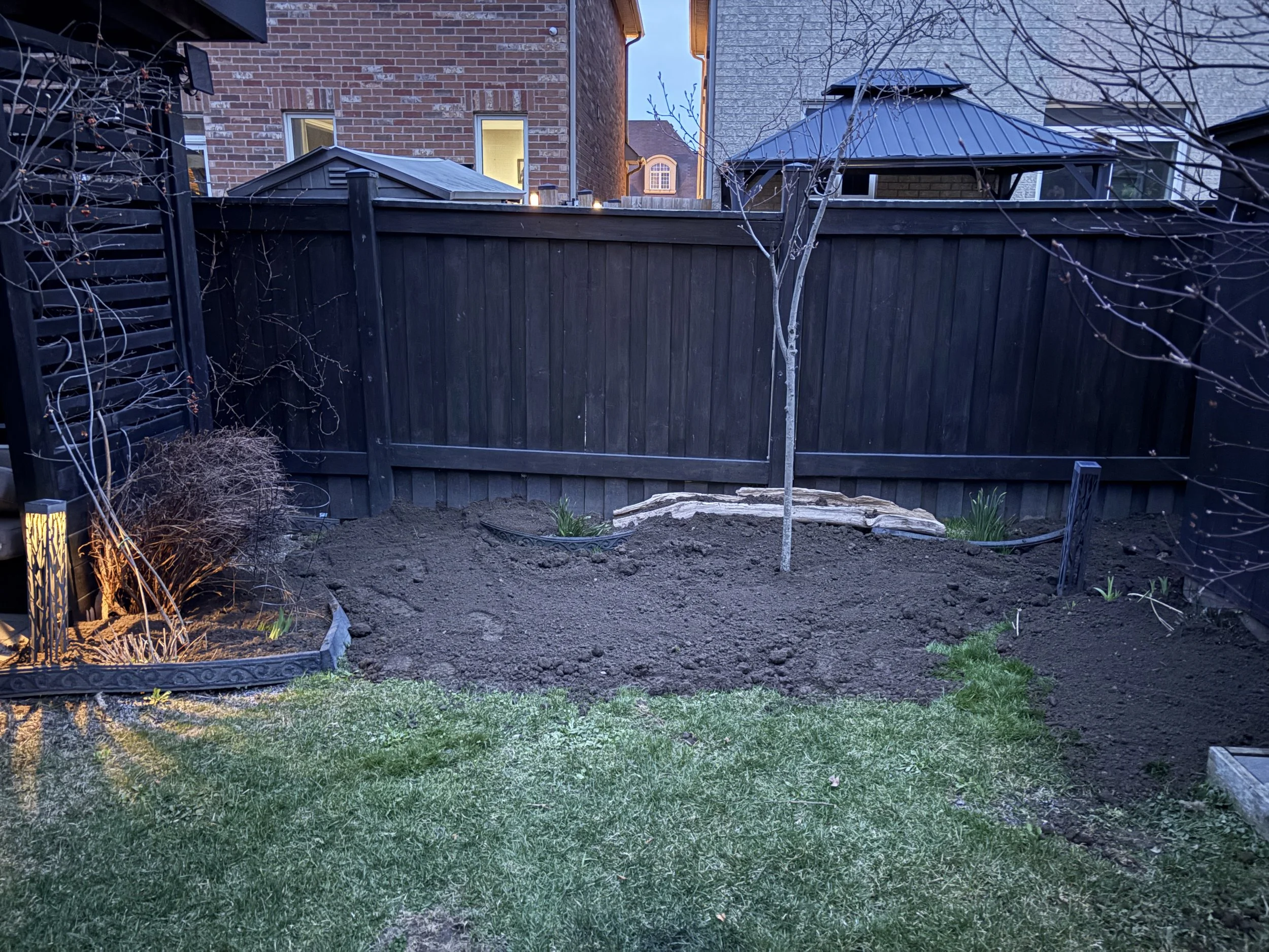 A backyard with a newly planted tree in front of a black wooden fence. The ground is mostly bare soil, with small green plants starting to grow near the fence. There is green grass in the foreground, and parts of neighboring brick and siding houses are visible in the background.